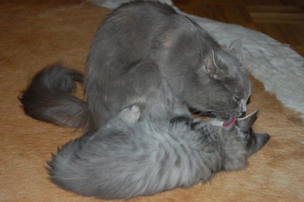 auch Baldur wurde gleich in Beschlag genommen.jpg